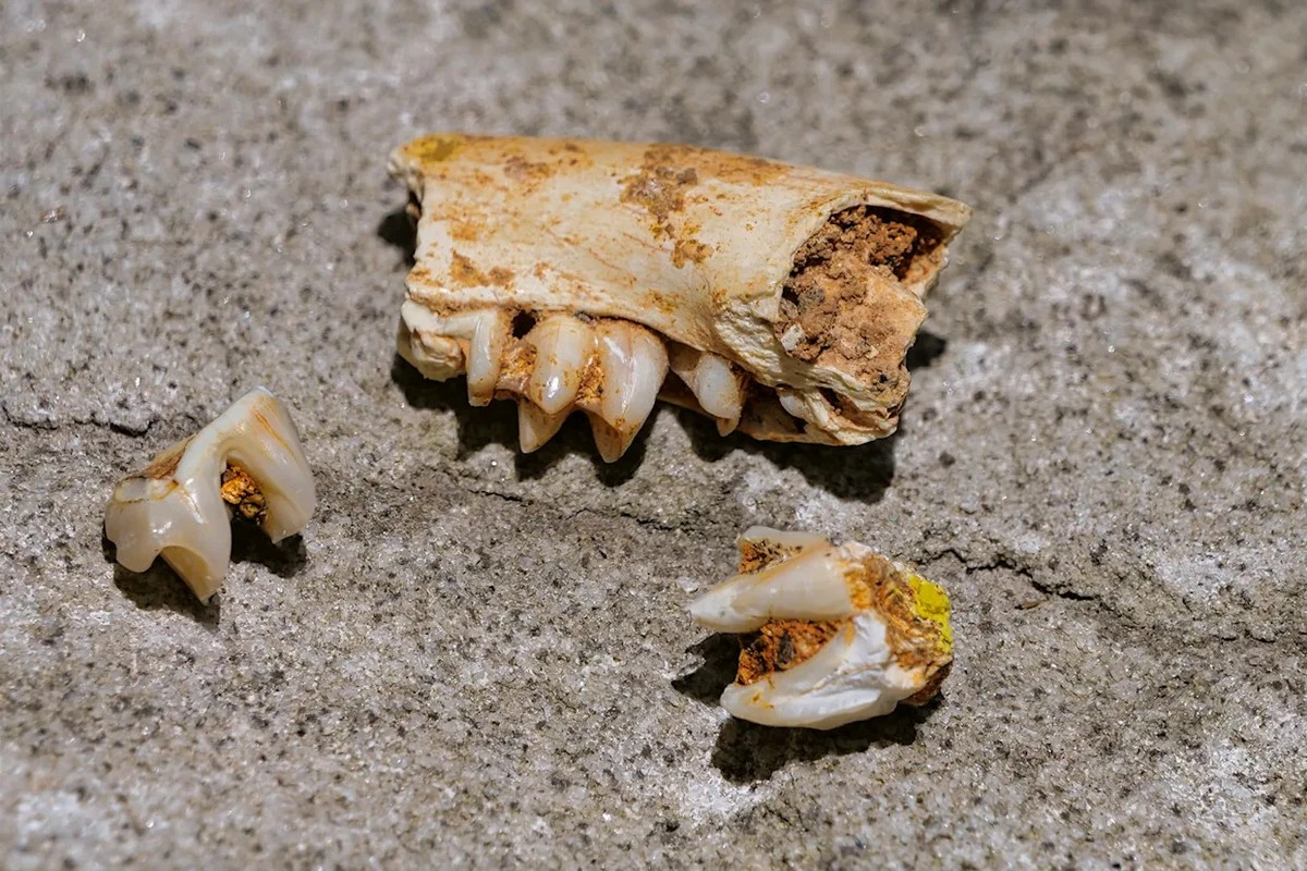 18 Millionen Jahre alter Zahn zwingt Paläontologen, ihre Karten neu zu zeichnen - image 1