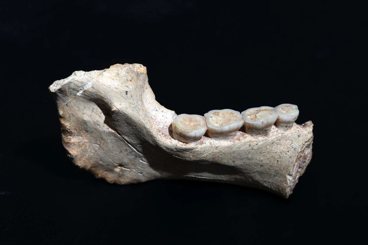 18 Millionen Jahre alter Zahn zwingt Paläontologen, ihre Karten neu zu zeichnen - image 2