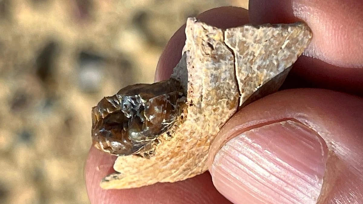 18 Millionen Jahre alter Zahn zwingt Paläontologen, ihre Karten neu zu zeichnen