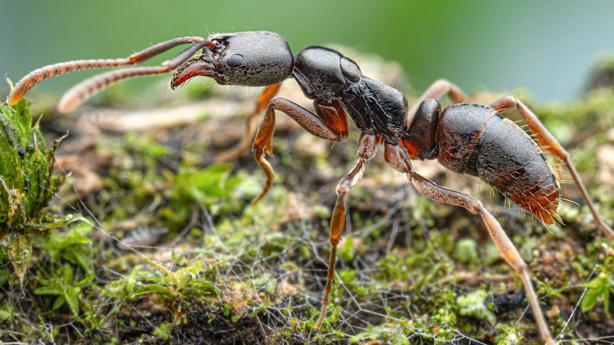 Ameisen-Alarm in Stuttgart: Diese giftige Neuankömmlingin könnte Sie injiziert haben