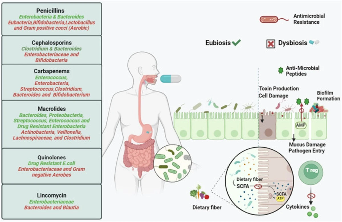 Antibiotika: Acht Jahre später – Ihr Darm hat es nicht vergessen - image 1