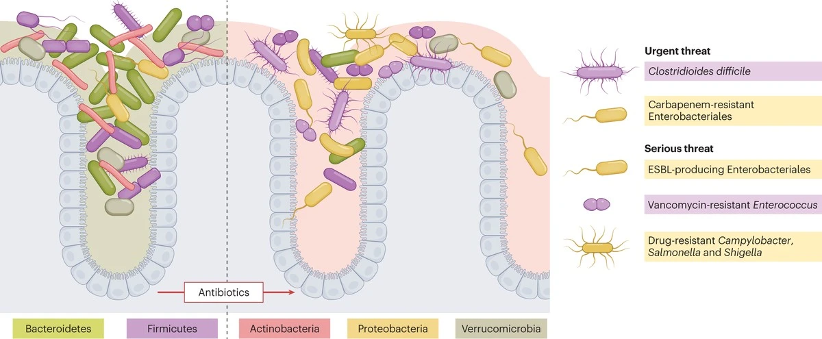 Antibiotika: Acht Jahre später – Ihr Darm hat es nicht vergessen - image 2