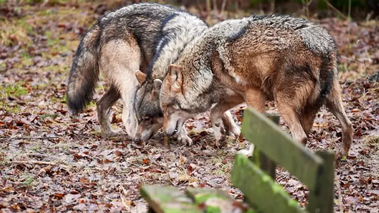 Diese eine Sache lässt Wölfe ihre Angst vor Menschen vergessen (und es ist nicht die Jagd)