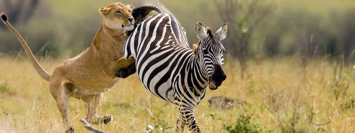 Diese eine Sache lässt Wölfe ihre Angst vor Menschen vergessen (und es ist nicht die Jagd) - image 2