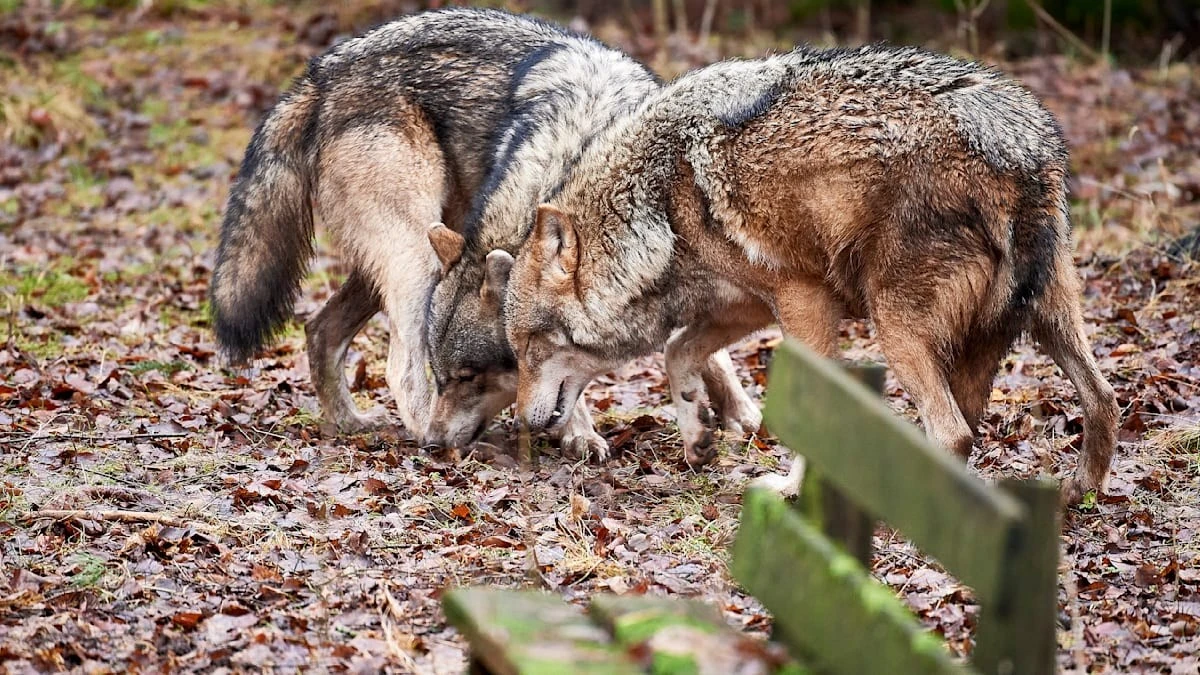 Diese eine Sache lässt Wölfe ihre Angst vor Menschen vergessen (und es ist nicht die Jagd)