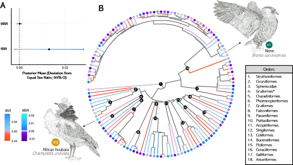 Diese Schildkröten-Insel wird zum Massengrab: 1000 Männchen warten auf die letzten Weibchen - image 2