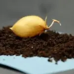 Dieses Gemüse wächst jetzt auf dem Mond – und die geheime Zutat ist Müll