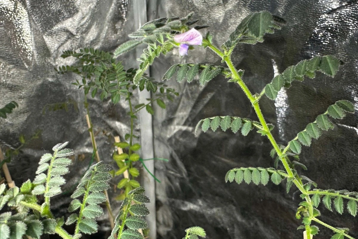 Dieses Gemüse wächst jetzt auf dem Mond – und die geheime Zutat ist Müll - image 1