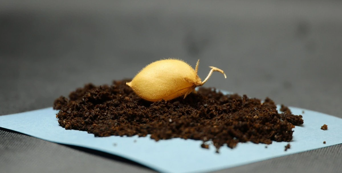 Heimlich auf dem Mond angebaut: Diese Zutat macht dein Hummus giftig, wenn du nicht aufpasst - image 2