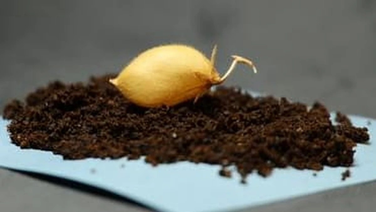 Heimlich auf dem Mond angebaut: Diese Zutat macht dein Hummus giftig, wenn du nicht aufpasst