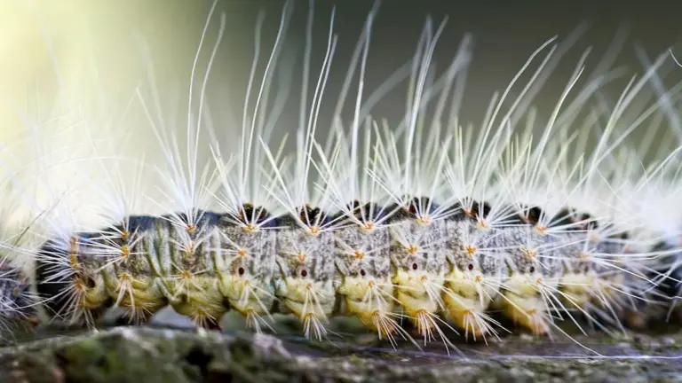 Millionen Haare, null Chance: Diese Raupe macht den Frühling in Deutschland zur tickenden Zeitbombe