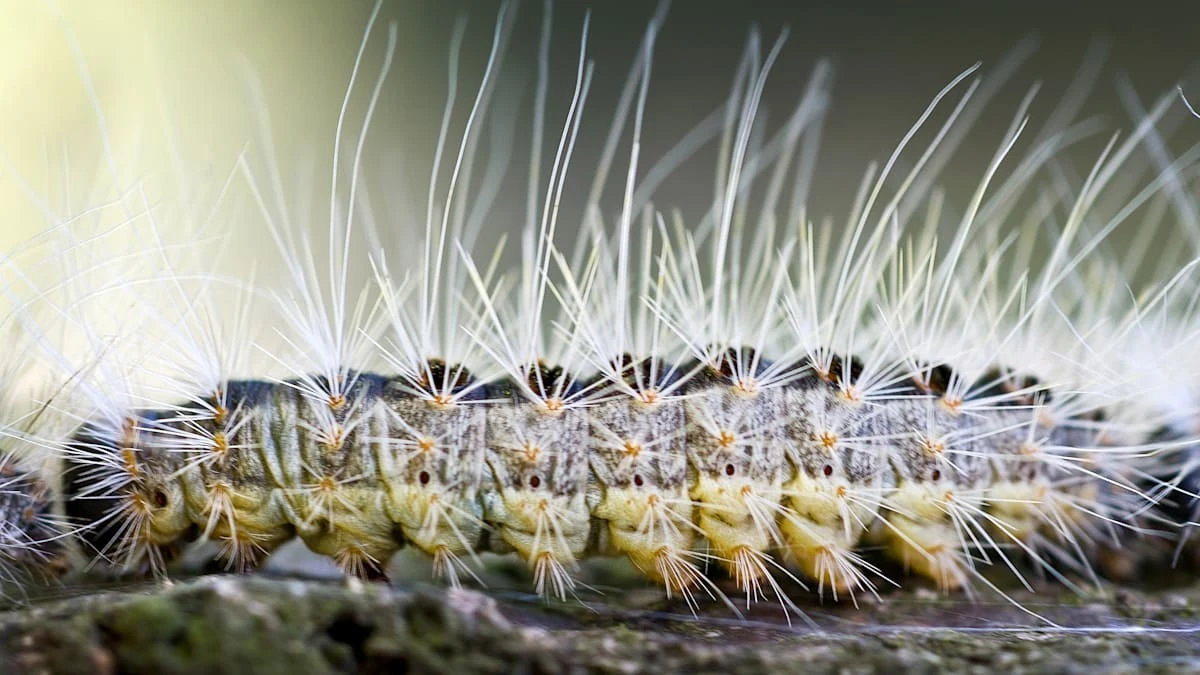 Millionen Haare, null Chance: Diese Raupe macht den Frühling in Deutschland zur tickenden Zeitbombe