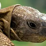 Sie werden buchstäblich begraben: Warum diese Insel zum Schildkröten-Albtraum wurde