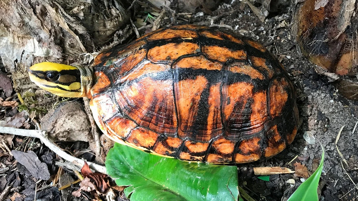 Sie werden buchstäblich begraben: Warum diese Insel zum Schildkröten-Albtraum wurde - image 1