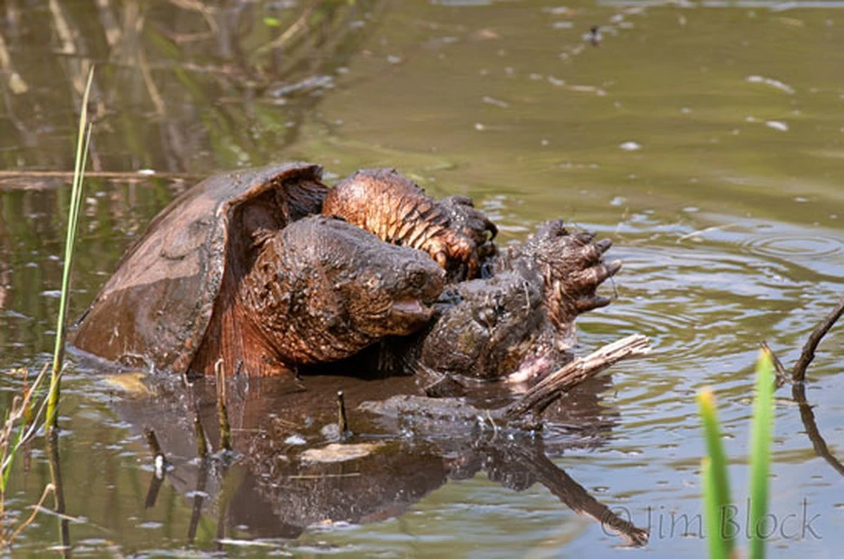 Sie werden buchstäblich begraben: Der brutale Albtraum der Schildkröten-Weibchen - image 1