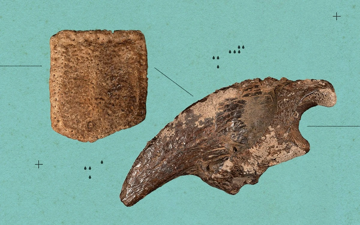 Vergessen Sie Alles, was Sie über Eisschmelze wissen: Darum lagen in Texas Plötzlich Tierriesen aus der Warmzeit! - image 1