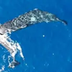 Wale rammen sich gegenseitig: Dieses seltsame Verhalten wird jetzt erstmals gefilmt