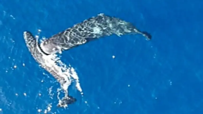 Wale rammen sich gegenseitig: Dieses seltsame Verhalten wird jetzt erstmals gefilmt