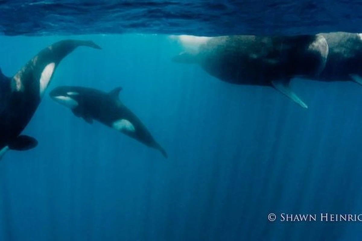 Wale rammen sich gegenseitig: Dieses seltsame Verhalten wird jetzt erstmals gefilmt - image 2