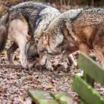 Warum Wölfe plötzlich nicht mehr vor dir weglaufen – und was das für deine Schafe bedeutet