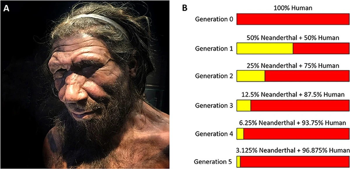 Wieso Neandertaler-Männer fast nur Sapiens-Frauen wollten – das verrät Ihr X-Chromosom - image 1