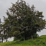 1100 Jahre! Warum dieser Baum gerade unseren ältesten Nationalstolz austrickst