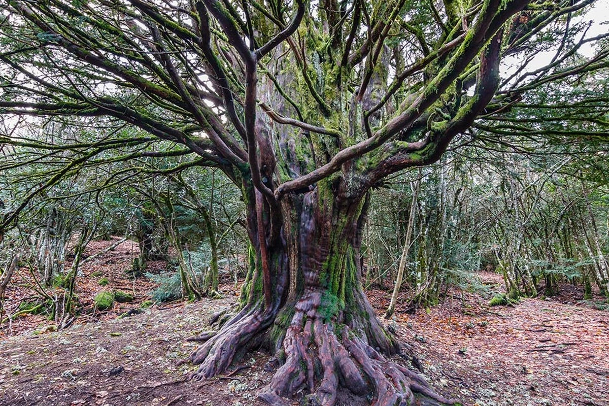 1100 Jahre! Warum dieser Baum gerade unseren ältesten Nationalstolz austrickst - image 1