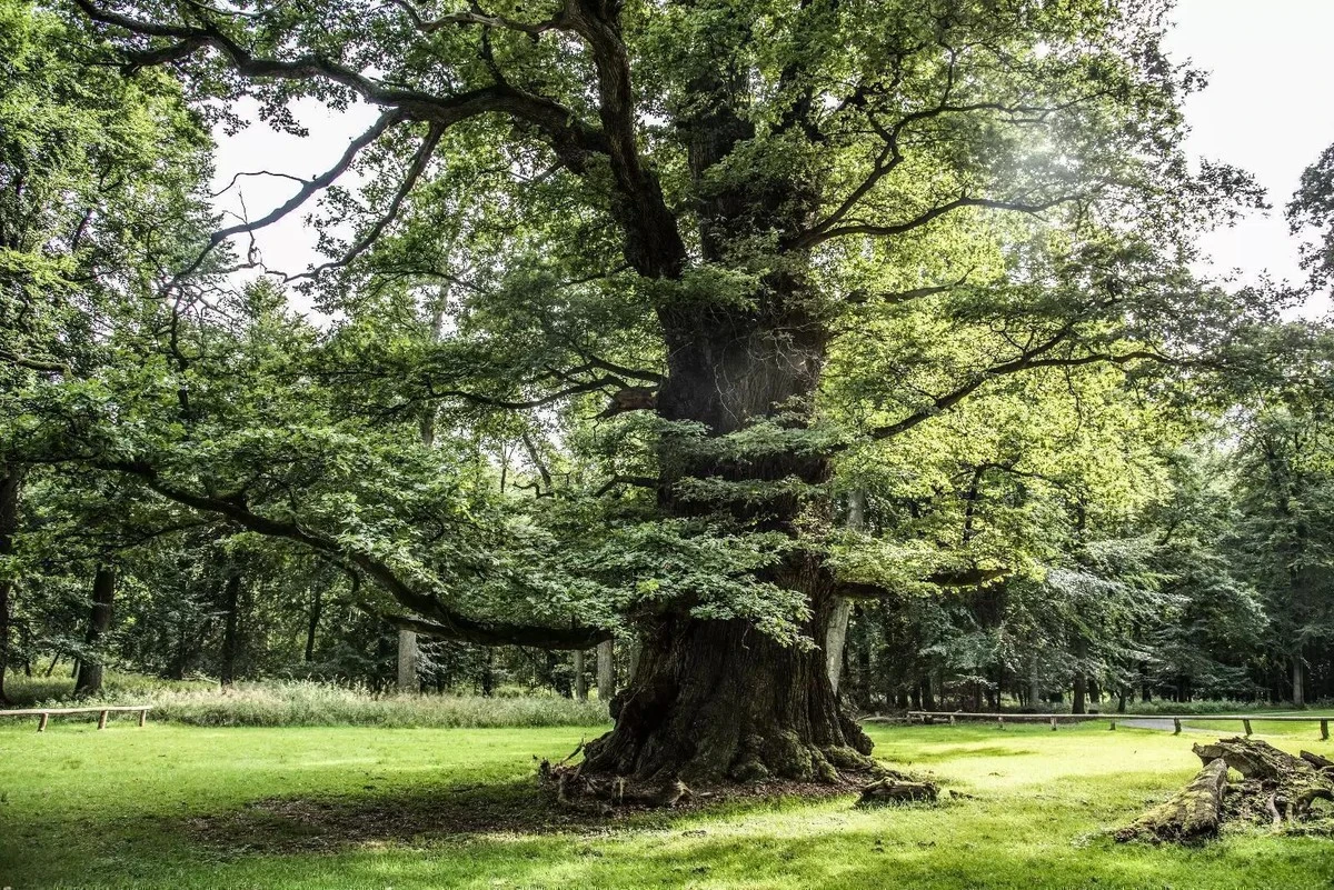 1100 Jahre! Warum dieser Baum gerade unseren ältesten Nationalstolz austrickst - image 2
