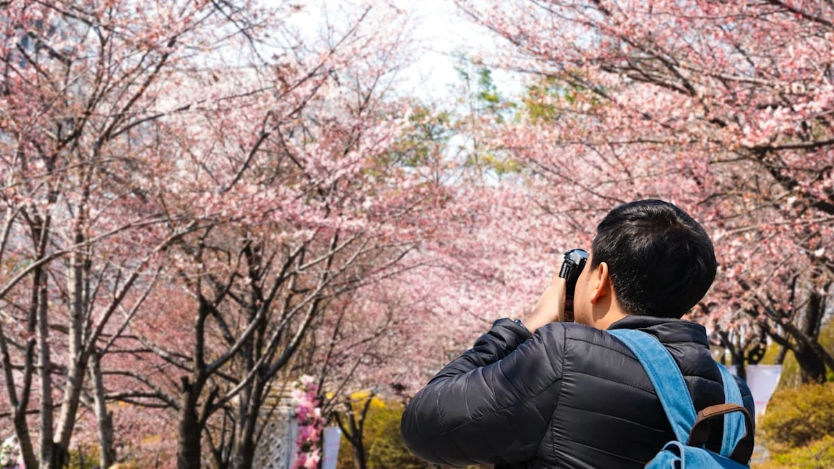 Die 1200 Jahre alte Kirschblüten-Geheimnisakte: Warum dieser Forscher in letzter Sekunde doch noch gerettet wurde