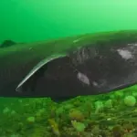 Dieser Job bringt das 500 Jahre alte Tier um – und wir helfen dabei