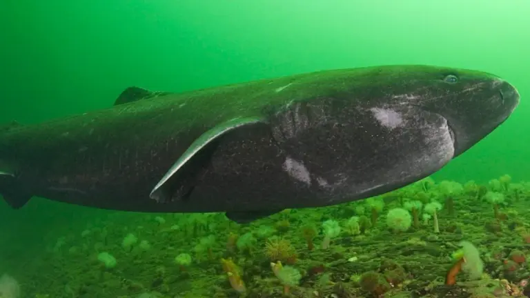 Dieser Job bringt das 500 Jahre alte Tier um – und wir helfen dabei