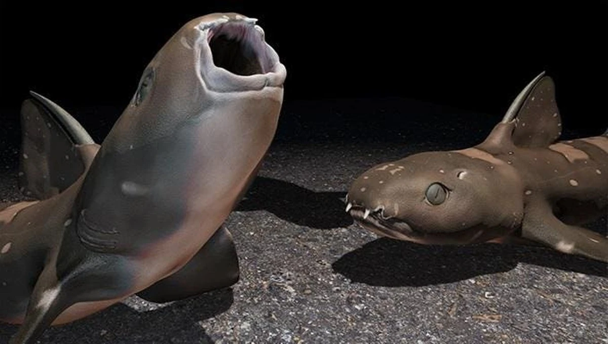 Dieser Job bringt das 500 Jahre alte Tier um – und wir helfen dabei - image 2