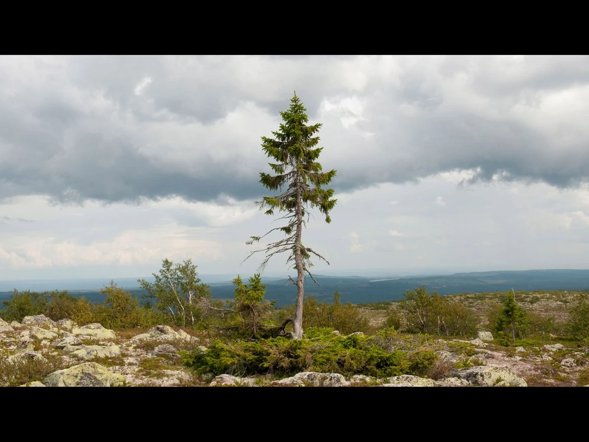 Schock-Nachweis: Dieser Baum trotzt dem dem Tod – und stellt alle anderen in den Schatten - image 2