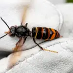 Sechs Nester wurden zu 700: Dieses aggressive Insekt explodiert in Deutschland – und Sie merken es kaum