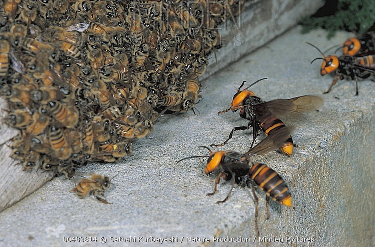 Sechs Nester wurden zu 700: Dieses aggressive Insekt explodiert in Deutschland – und Sie merken es kaum - image 1