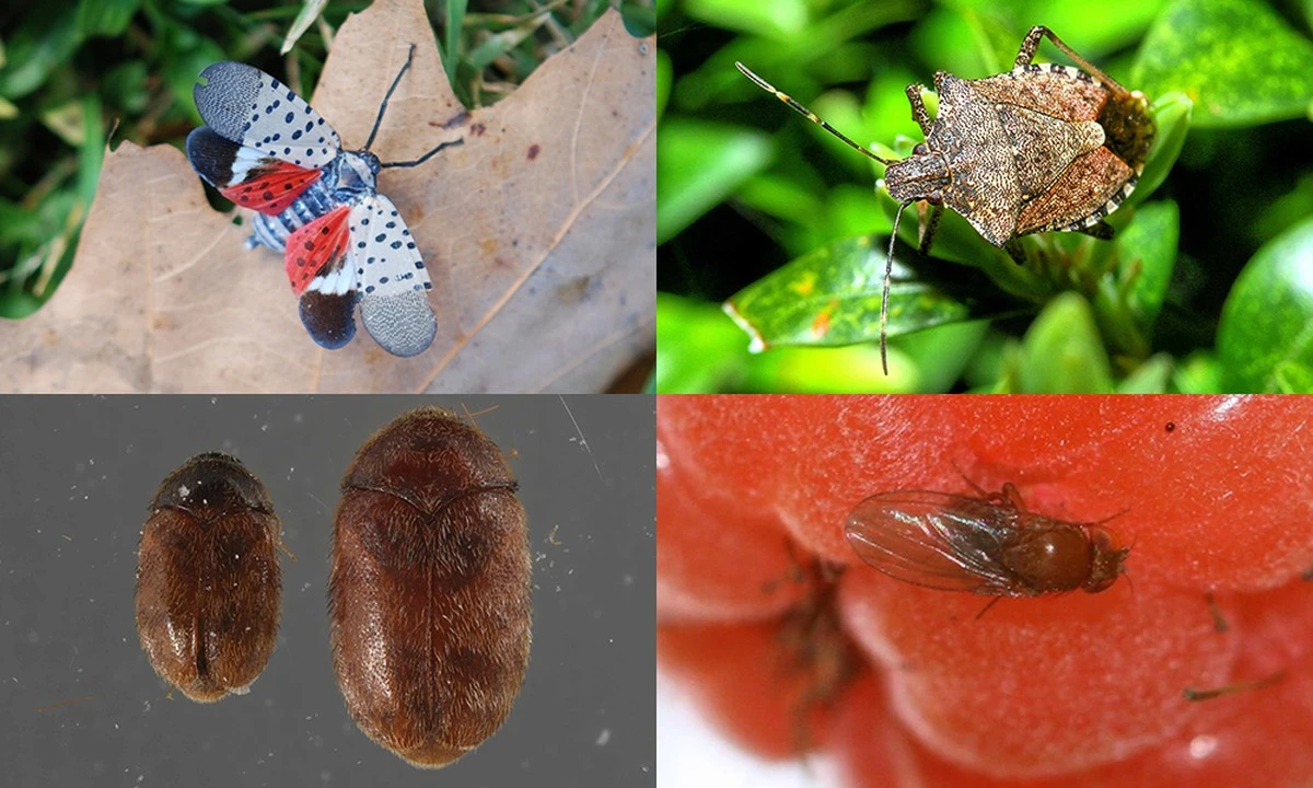 Sechs Nester wurden zu 700: Dieses aggressive Insekt explodiert in Deutschland – und Sie merken es kaum - image 2