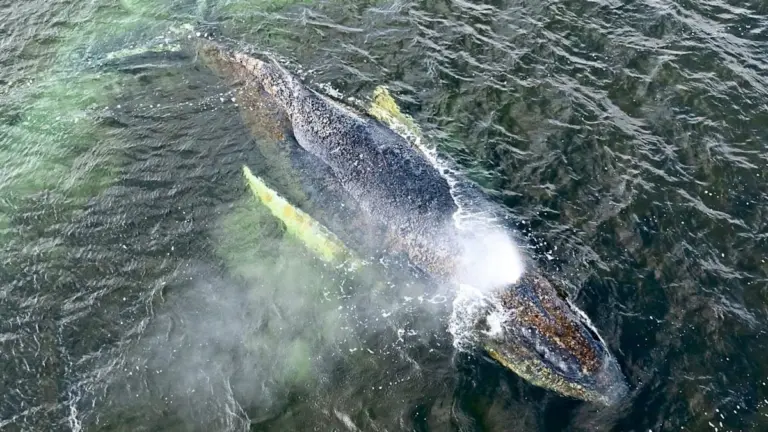 Warum man diesen sterbenden Wal nicht erlösen darf: Die Wahrheit über die letzte Option