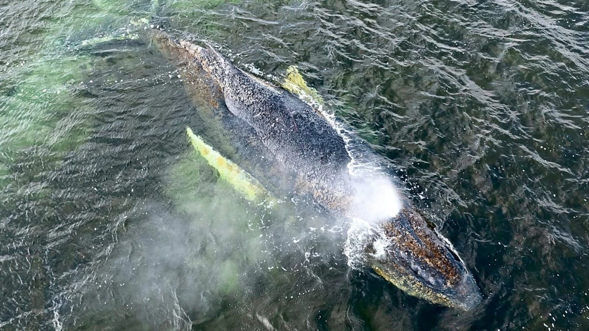 Warum man diesen sterbenden Wal nicht erlösen darf: Die Wahrheit über die letzte Option